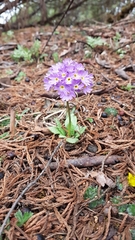 Primula denticulata