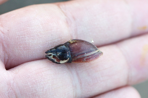 giant pondsnail