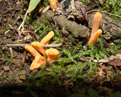 Clavariadelphus americanus