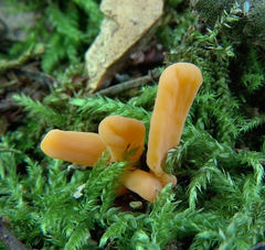 Clavariadelphus americanus