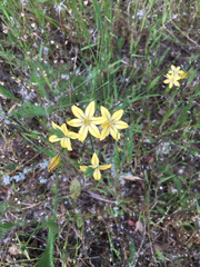 Triteleia ixioides ixioides