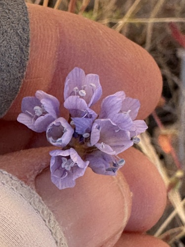 Image of Gilia achilleifolia by (c) Barbara Banfield, some rights reserved (CC BY)