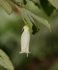 Fieldia australis