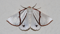 Thalaina selenaea