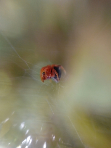 Hypomma bituberculatum