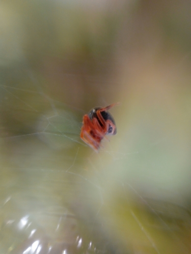 Hypomma bituberculatum