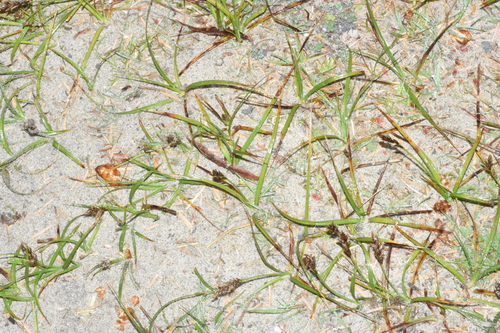 Image of Carex pansa by (c) Gabriel Campbell-Martinez, some rights reserved (CC BY)