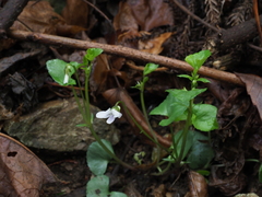 Viola arcuata