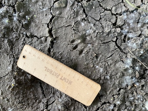 Raccoon Tracks – NatureTracking