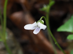 Viola arcuata