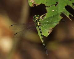 Leptogomphus risi