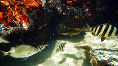 Chirodactylus brachydactylus