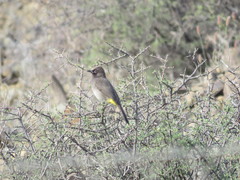 Pycnonotus nigricans