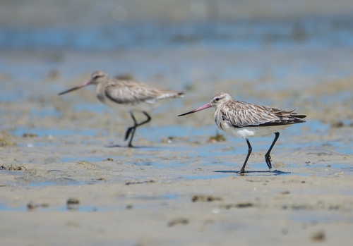 Bar-tailed Godwit