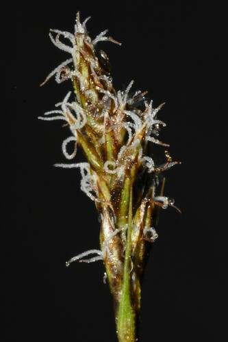 Image of Carex pansa by (c) Gabriel Campbell-Martinez, some rights reserved (CC BY)