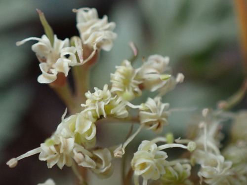 Image of Cymopterus lapidosus by (c) Jared Shorma, some rights reserved (CC BY)
