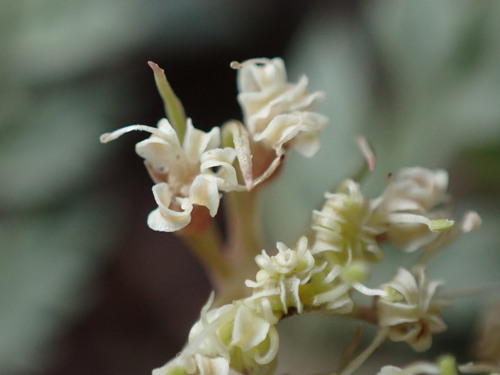 Image of Cymopterus lapidosus by (c) Jared Shorma, some rights reserved (CC BY)