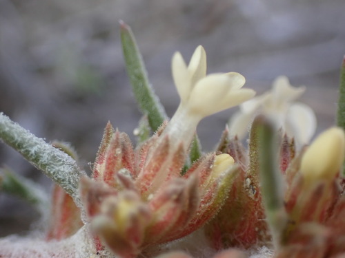 Image of Ipomopsis spicata by (c) Jared Shorma, some rights reserved (CC BY)