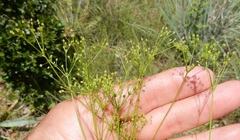 Spermolepis inermis