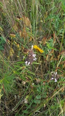 Monarda clinopodioides