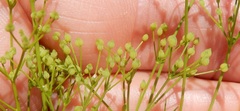 Spermolepis inermis