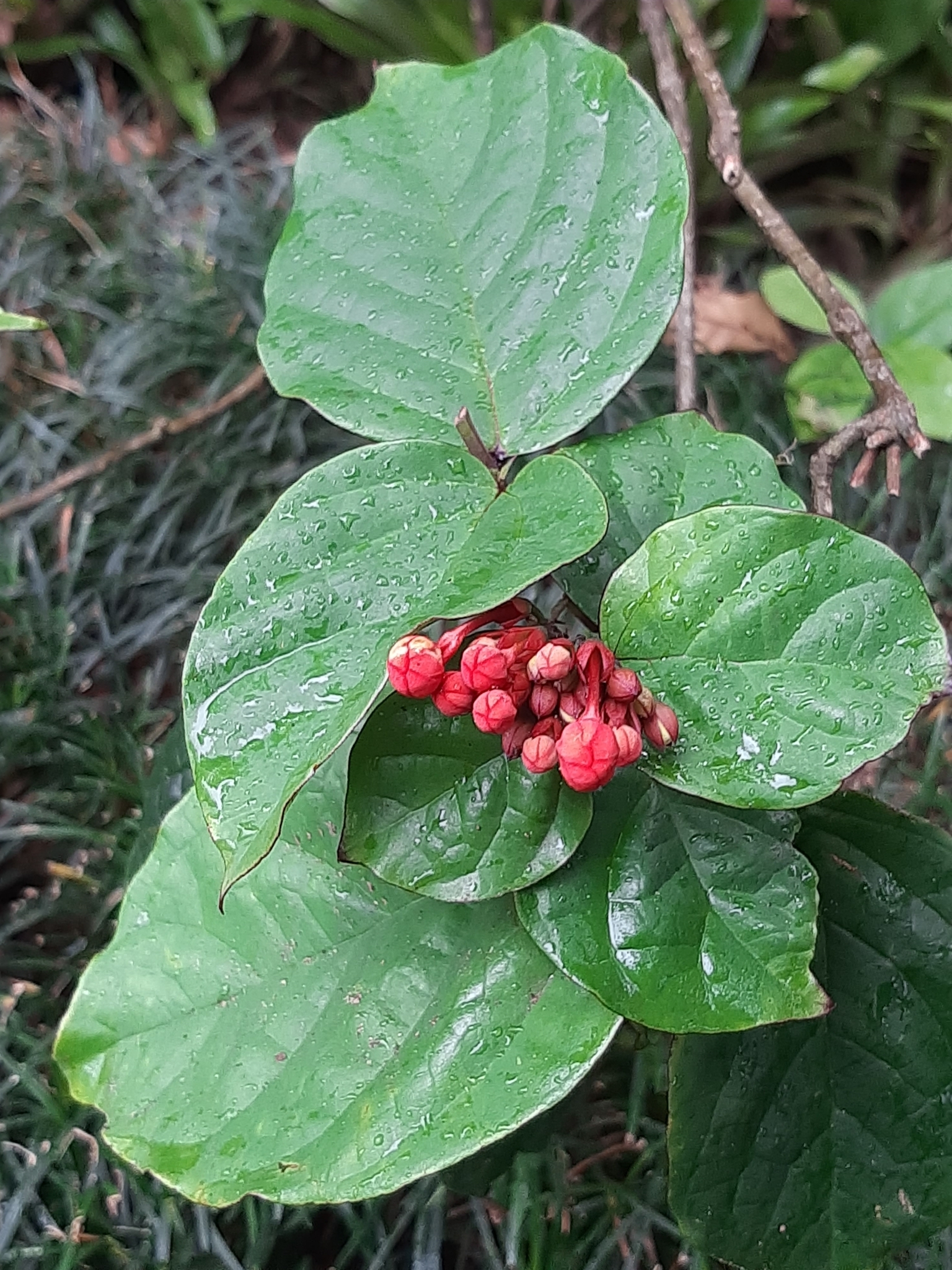 Imagem de Florzinha-de-fogo