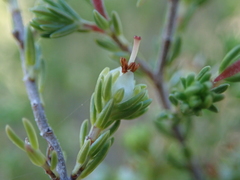 Erica glumiflora