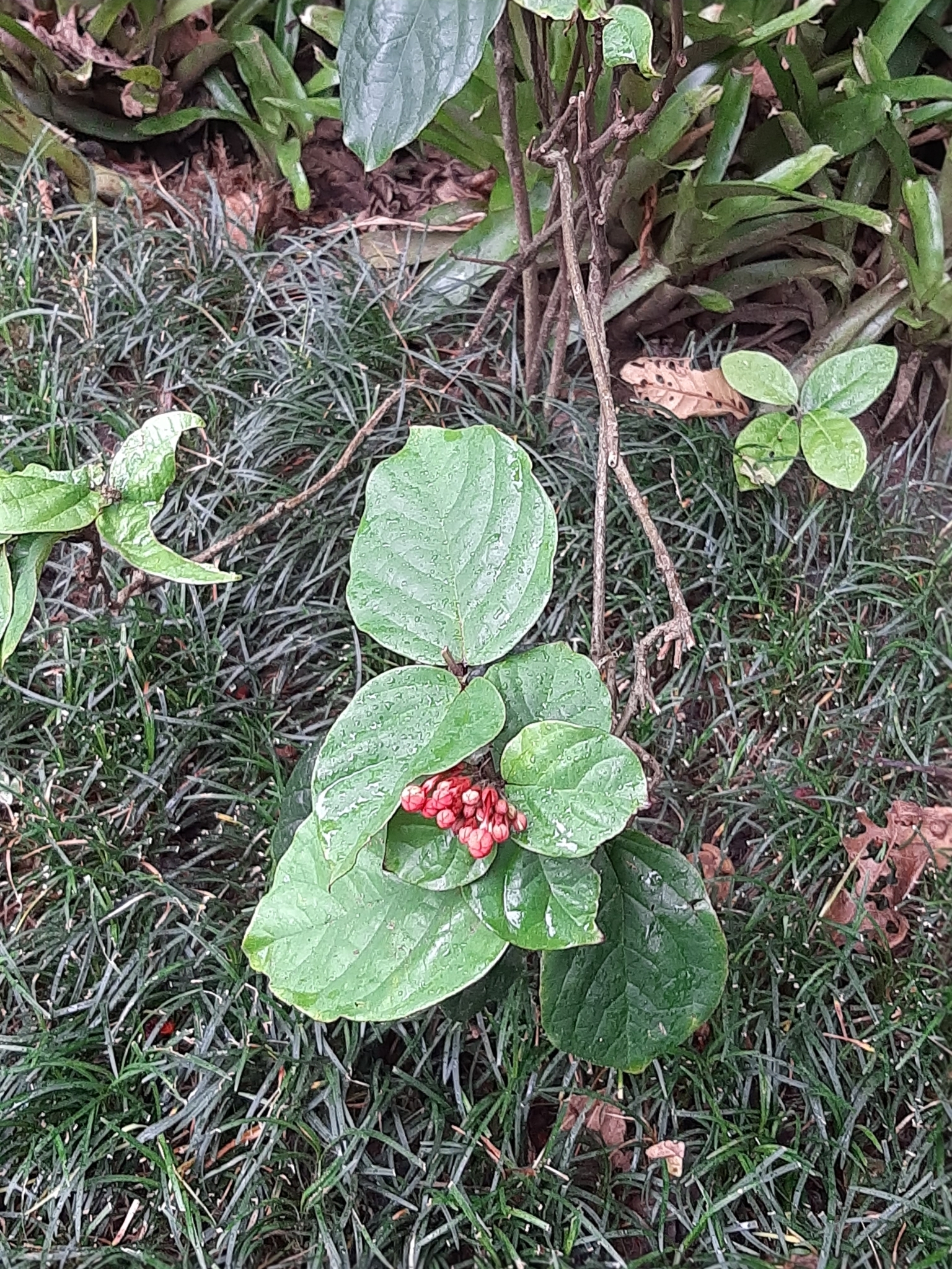 Imagem de Florzinha-de-fogo