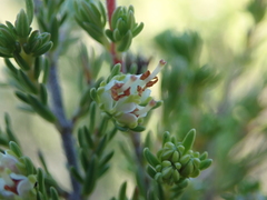 Erica glumiflora
