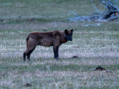 Gray Wolf photographed in Wyoming