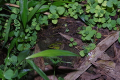 Pelophylax fukienensis