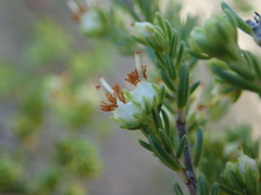Erica glumiflora