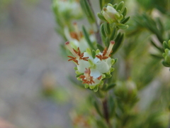Erica glumiflora