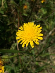 Hypochaeris radicata