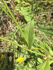 Hypochaeris radicata