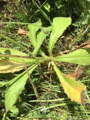 Hypochaeris radicata