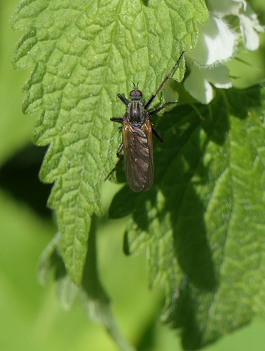 Empis tessellata photo 5