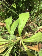 Hypochaeris radicata