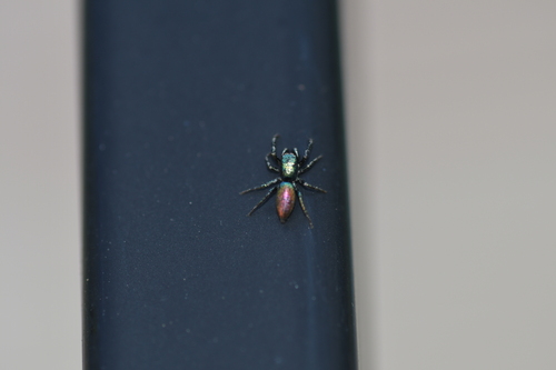 Salticus peckhamae photo 5