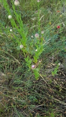 Monarda clinopodioides