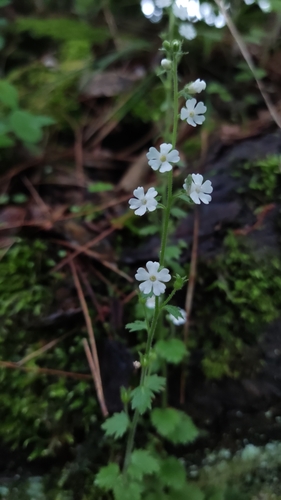 Stimpsonia chamaedryoides iNat (3)