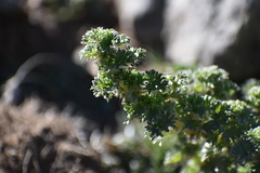 Urtica flabellata
