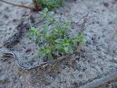 Herniaria schlechteri