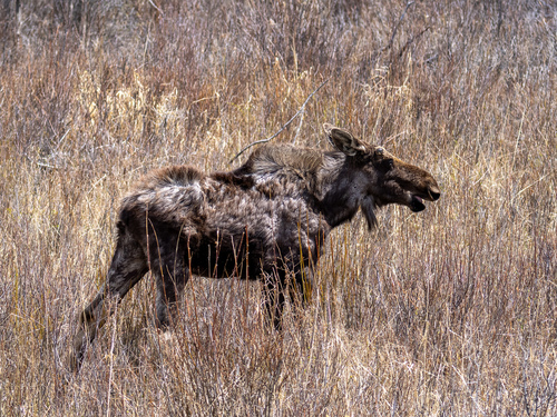Moose photographed in Wyoming