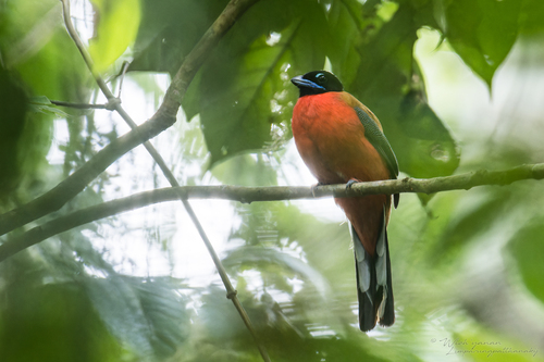 Cinnamon-rumped Trogon