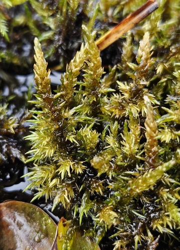 Calliergon giganteum (Schimp.) Kindb.