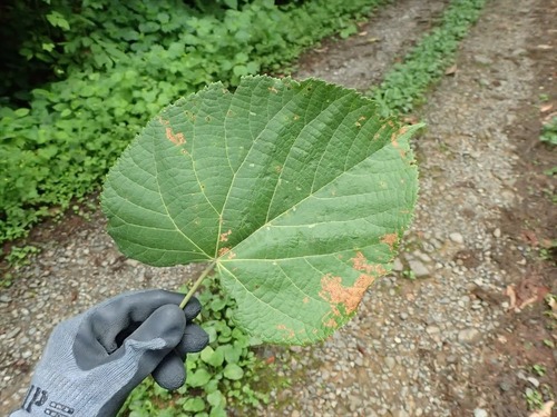 Tilia maximowicziana observed 2022-07-14
