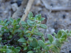 Herniaria schlechteri