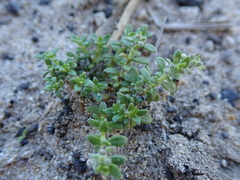 Herniaria schlechteri