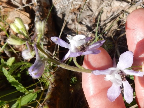 Delphinium carolinianum ssp. vimineum